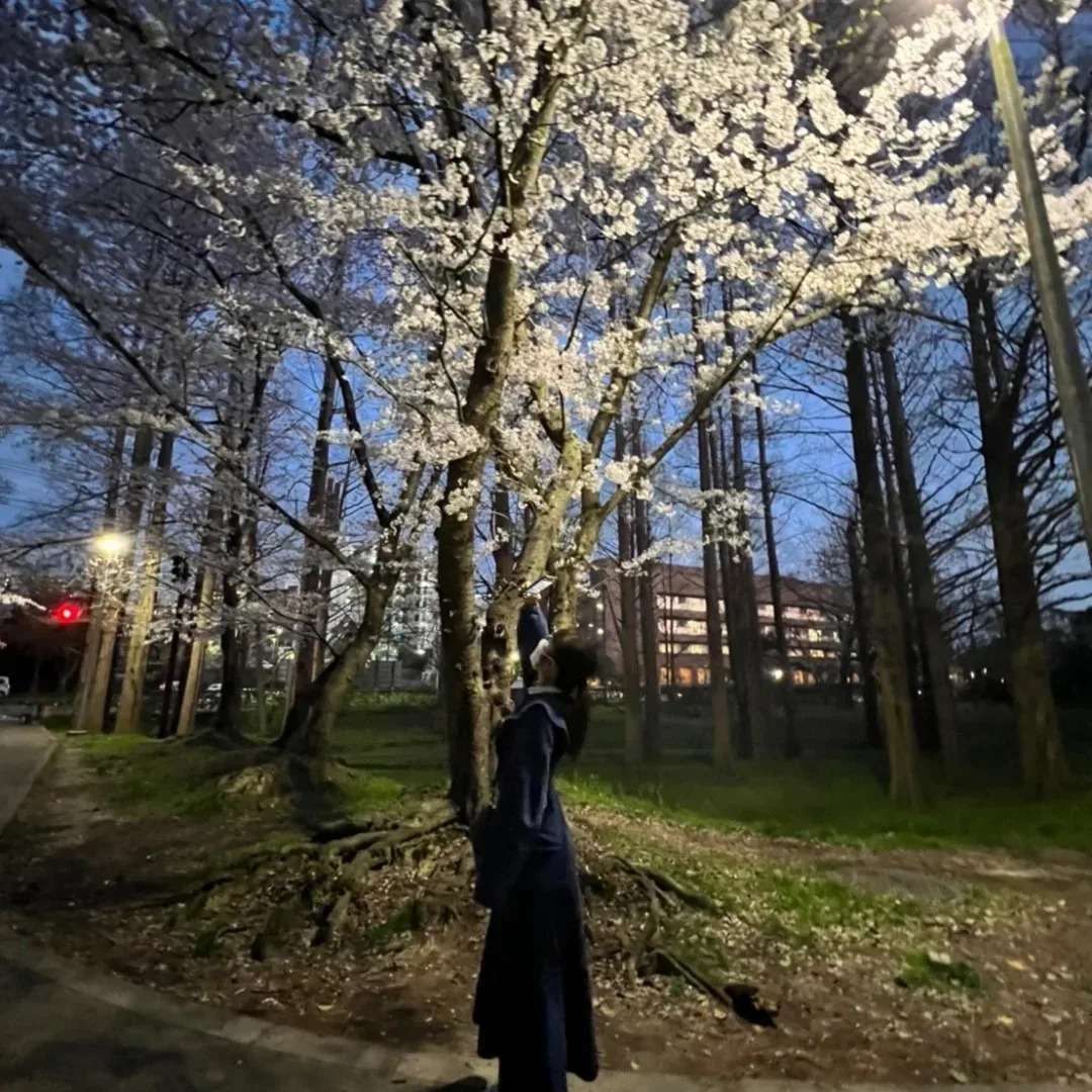 北摂豊中のリラクゼーションサロン【Tea tree.】緑地公園の夜桜