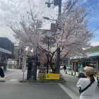 北摂＊豊中のリラクゼーションサロン【Tea tree.】桜